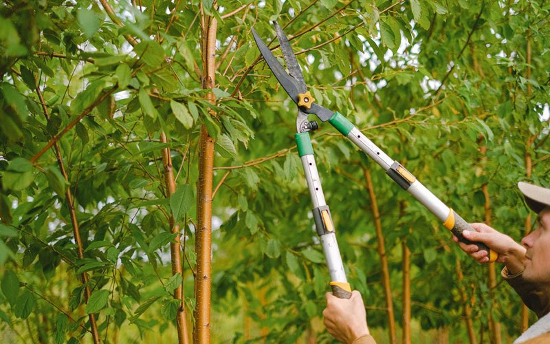 Tree trimming in Somerset, IN